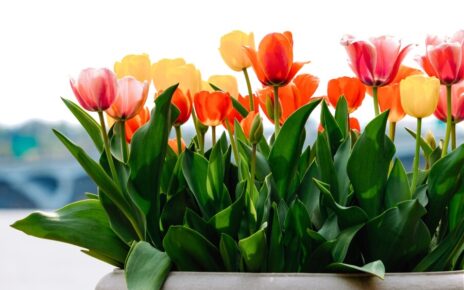 Tulipanes: